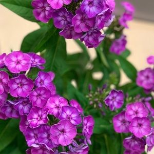 Meet your Posher, Lindsey